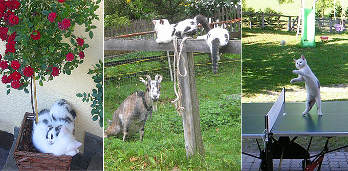 Tiere auf dem Bauernhof